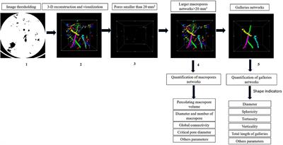 Quantification of Three Dimensional Characteristics of Macrofauna Macropores and Their Effects on Soil Hydraulic Conductivity in Northern Vietnam